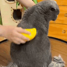 CEPILLO A VAPOR PARA MASCOTAS